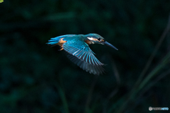 いつもの公園「翡翠色」（１）