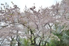 雨、花散らし（３）