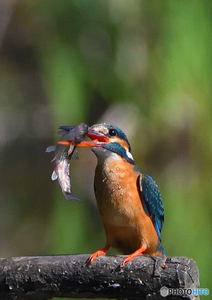 いつもの公園「カワセミ日記（３８）」