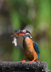 いつもの公園「カワセミ日記（３８）」
