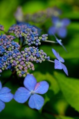 アジサイ、夏告華　５－１　「夏告華」