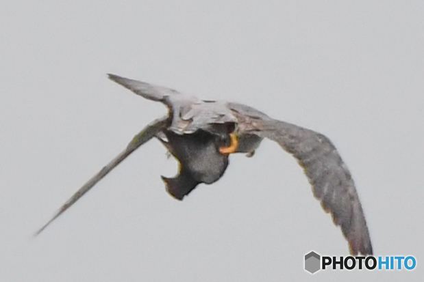 残念な写真（ハヤブサ）（１）