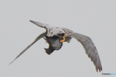 残念な写真（ハヤブサ）（１）