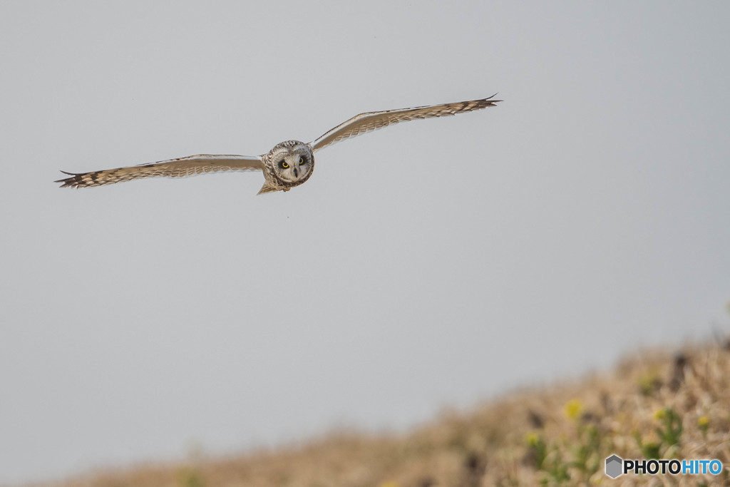 本日のコミミフィールド「菜の花」