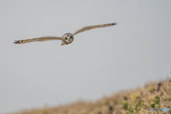 本日のコミミフィールド「菜の花」