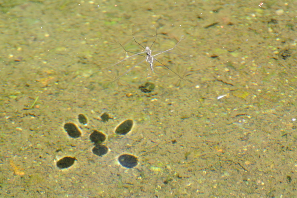 台風一過、真夏に生きる５－２「アメンボウの場合」