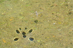 台風一過、真夏に生きる５－２「アメンボウの場合」