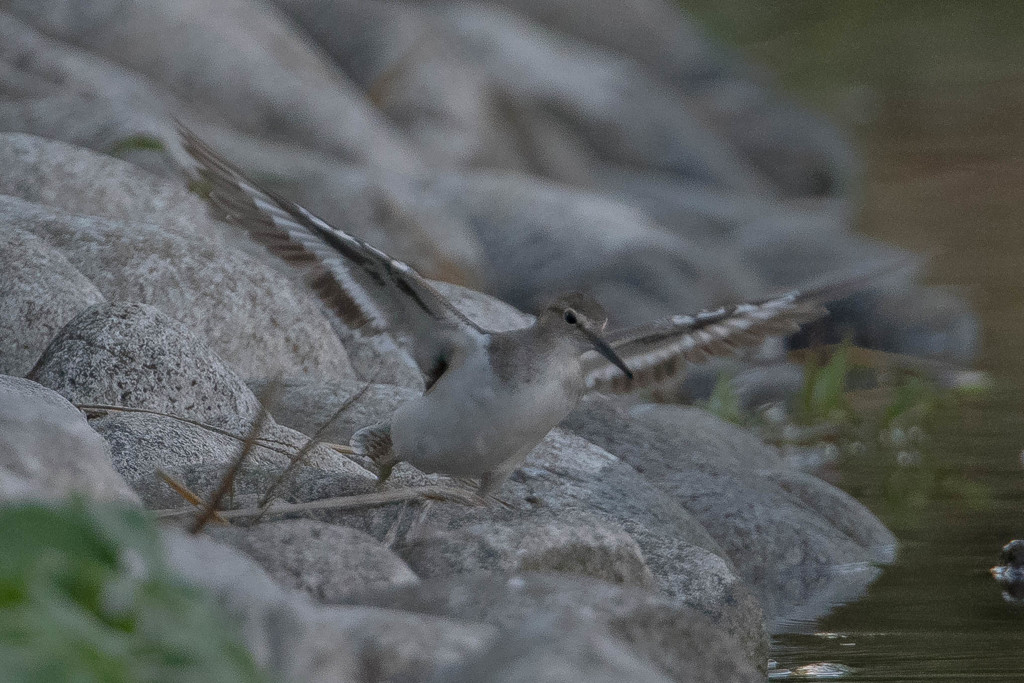 いつもの公園「イソシギ」（冬毛成鳥）（？）（２）