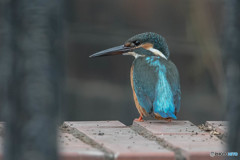 いつもの公園「煉瓦水門」