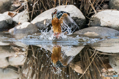 いつもの公園「ミラー」