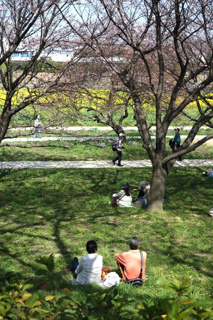いつもの公園　桜四景　「夫唱婦随」