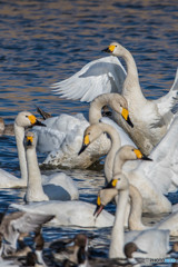 ガバ沼、白鳥団地（３）