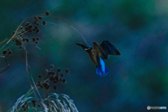 いつもの公園「陰」