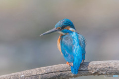 いつもの公園「ウキウキ、ホンワカ」（３）（カワセミ）