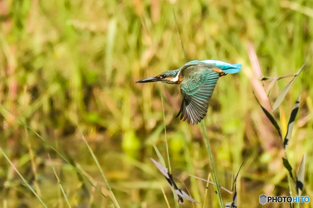 いつもの公園「兆し」