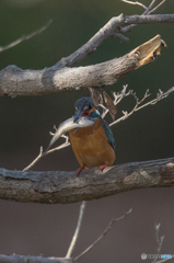 翡翠日和（４）