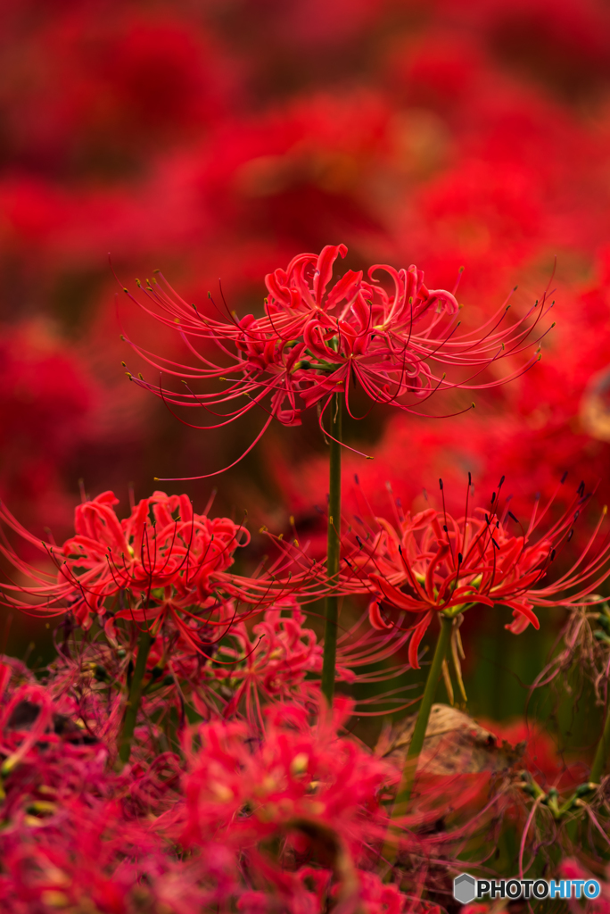 曼珠沙華「三華」