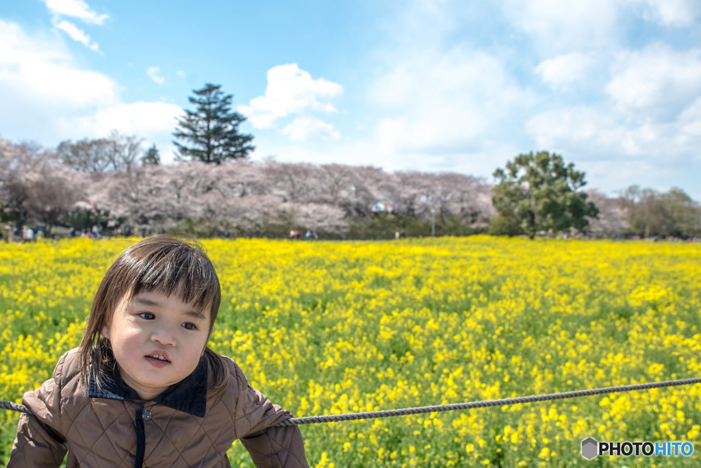 春、満喫。（埼玉県幸手市権現堂公園）