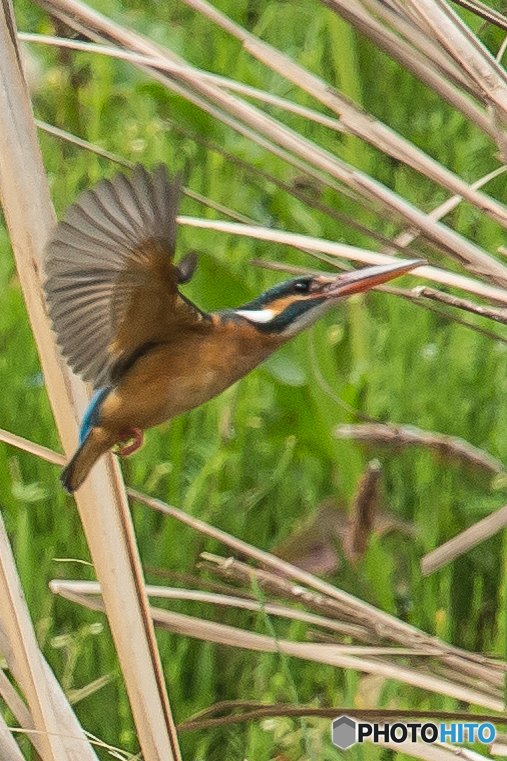 いつもの公園「カワセミ日記（２３）」