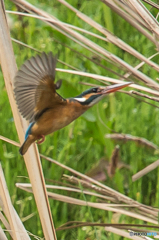 いつもの公園「カワセミ日記（２３）」