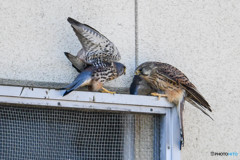 チョウゲンボウ獲物渡しⅡ（４）