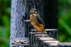 いつもの公園「フォーカス遊び」