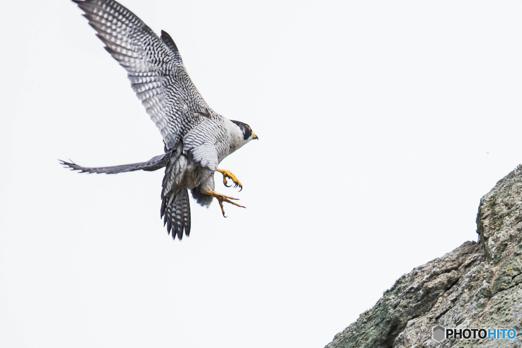 岩上の舞い（１）（ハヤブサ）