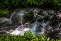 緑道散策「涼鮮」