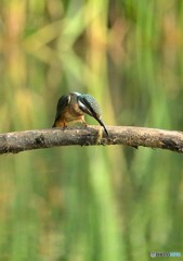 いつもの公園「エビ捕食」カワセミ