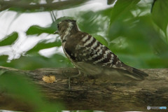 いつもの公園「啄木鳥（キツツキ）」（コゲラ）（５）