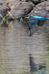 いつもの公園「獲物」（カワセミ）