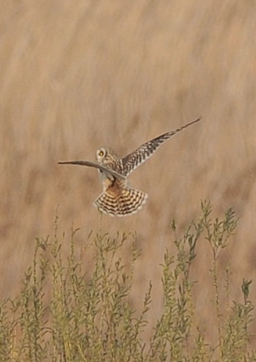 今夕「コミミズク」（１）