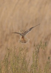 今夕「コミミズク」（１）
