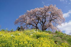 芹ノ沢櫻