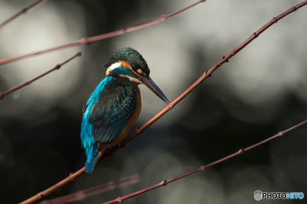 翡翠日和（１）