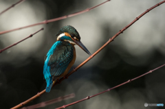 翡翠日和（１）