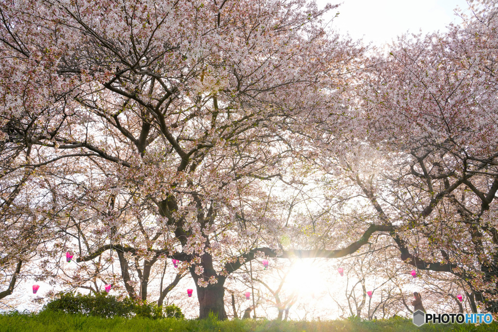 桜散歩