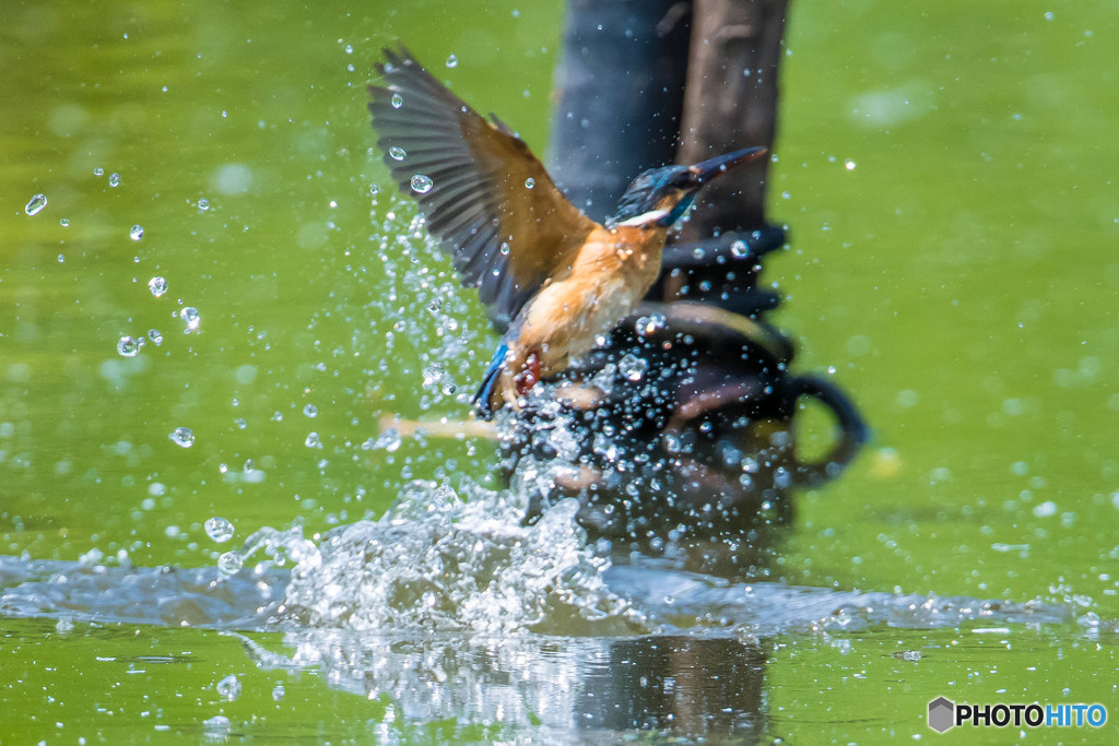 いつもの公園「離水」（カワセミ）（２）