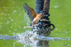 いつもの公園「離水」（カワセミ）（２）