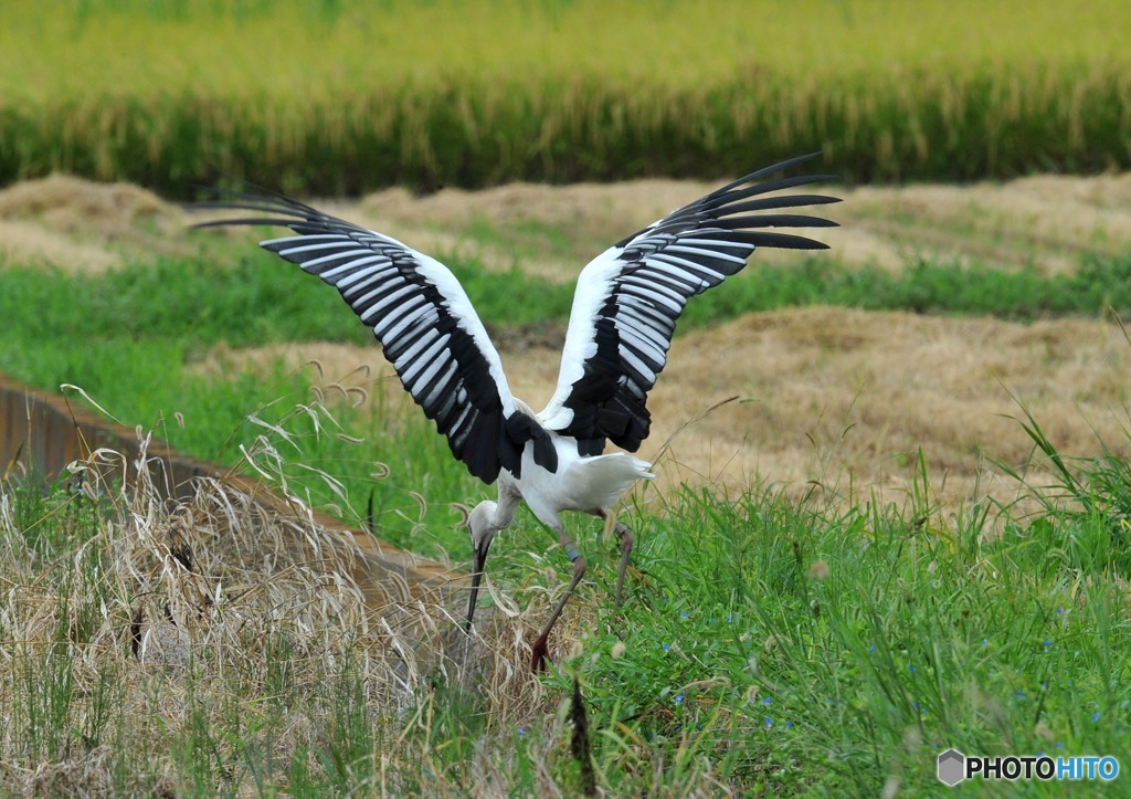 コウノトリ「移動」