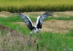コウノトリ「移動」