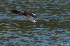 ミサゴ来る「爪」