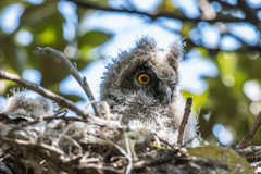 トラフズクにぎやか（３）