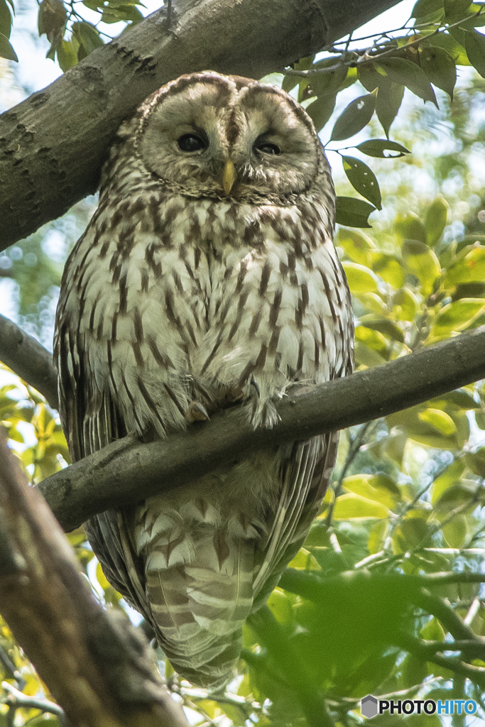 森人二題（フクロウ）（二）