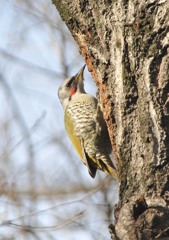 隣町の公園　「アオゲラ」（４）