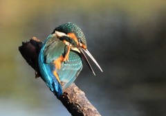 今朝、いつもの公園８－７「仕草」