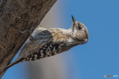 いつもの公園「翔春」（コゲラ）