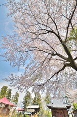 春桜寸景（６）「小手指農林公園」