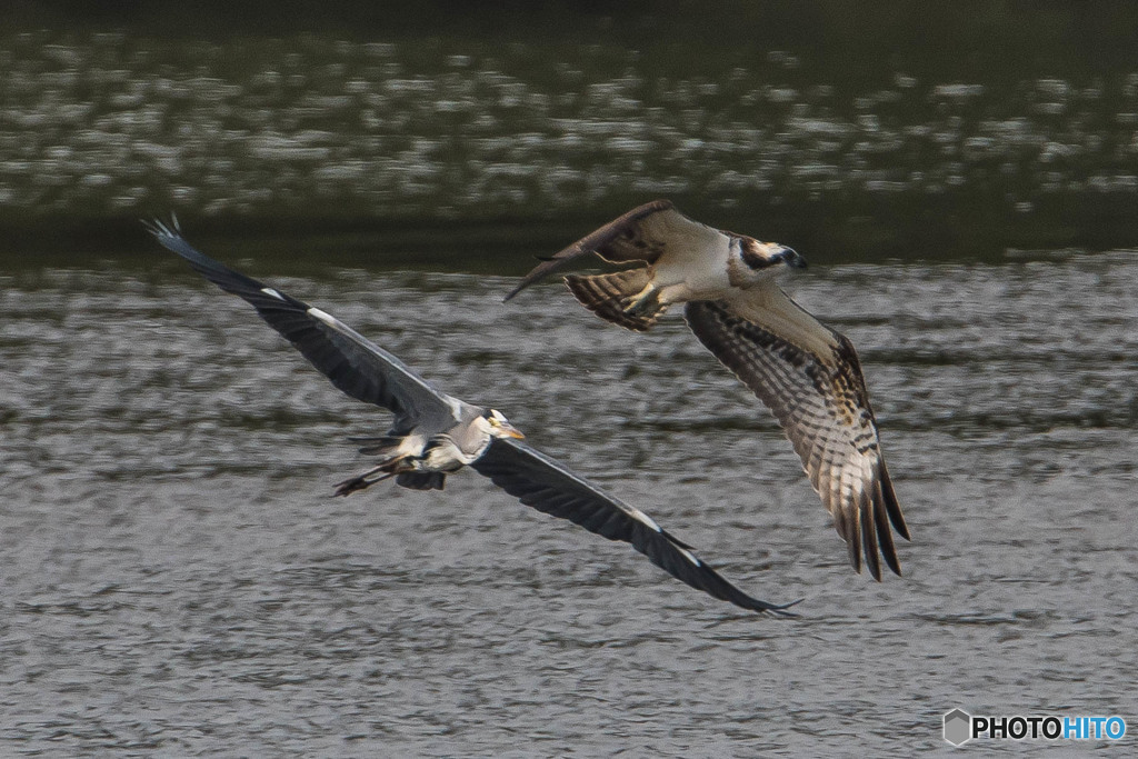 秋、利根川寸景「空中戦」「追撃」（１）