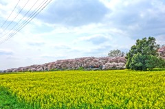 惜春華（３）「菜花」